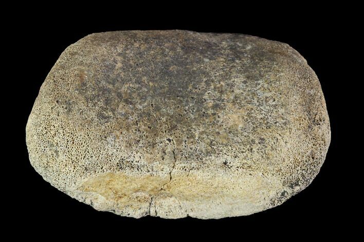 Hadrosaur Toe Bone - Alberta (Disposition #-) #95123